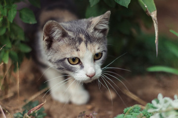 Little three color kitten in the garden. International cat day