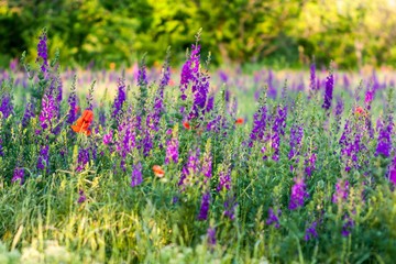 Fototapeta premium Lavender and poppy flowers growing in a field