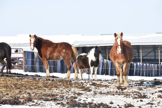 Horses in Winter corral