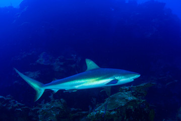 This apex predator is a reef shark shot in the wild in its natural habitat. The impressive creature lives in the warm tropical waters of the Cayman Islands. 