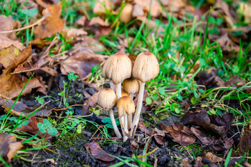 Cluster of mica cap mushrooms among dry yellow leaves and green grass in an autumn scene