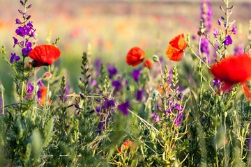 Lavender and poppy flowers growing in a field