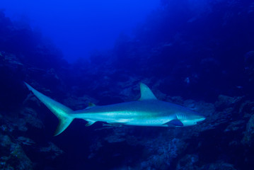 Fototapeta premium This apex predator is a reef shark shot in the wild in its natural habitat. The impressive creature lives in the warm tropical waters of the Cayman Islands. 
