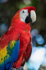 Macro of a Scarlet Macaw, Mexico