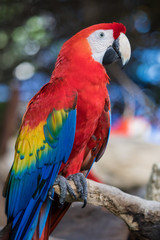 Fototapeta na wymiar Scarlet Macaw, Playa del Carmen