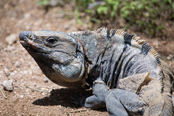 Spiny Iguana changing skin, Mexico