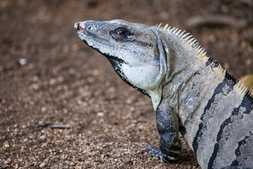 Macro of a Spiny Iguana, Mexico