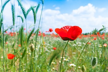 Red poppy flowers in a field