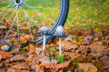 Two shaggy mane mushrooms among dry yellow leaves and a bicycle wheel in the background in autumn...
