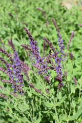 Kwitnąca szałwia omączona