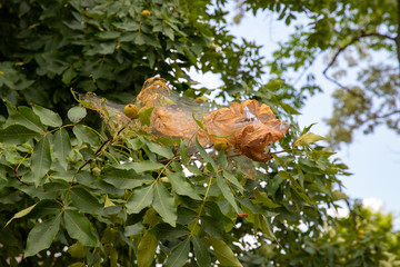 Nest spun by fall webworms in a tree, with webbing, leaves, and caterpillars