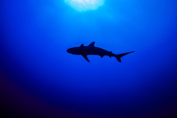 This apex predator is a reef shark shot in the wild in its natural habitat. The impressive creature lives in the warm tropical waters of the Cayman Islands. 