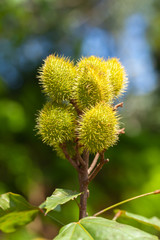 Imature achiote pods Achiote Bixa orellana seeds - annatto bijol condiment
