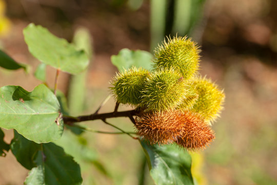Imature achiote pods Achiote Bixa orellana seeds - annatto bijol condiment