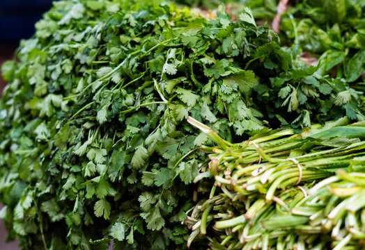 Venta de cilantro