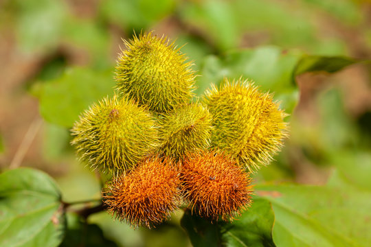 Imature achiote pods Achiote Bixa orellana seeds - annatto bijol condiment