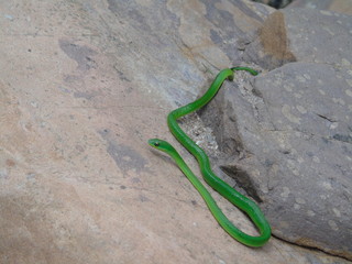 Cobra Cipó 