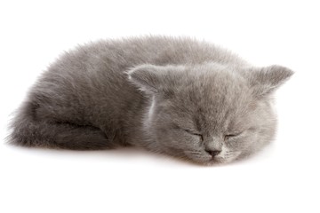 Sleeping kitten