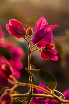 Red Bougainvillea leaves backlight