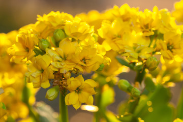 Yellow flower closeup