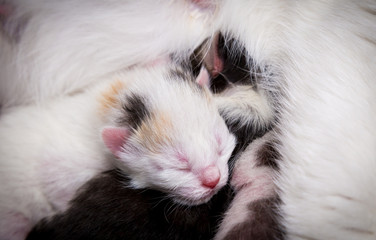 White newborn kitten on his mother