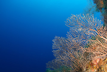 A scene shot of tropical coral reef with vast expanse of deep blue ocean in the background. The shot was taken in the Cayman Islandss © drew