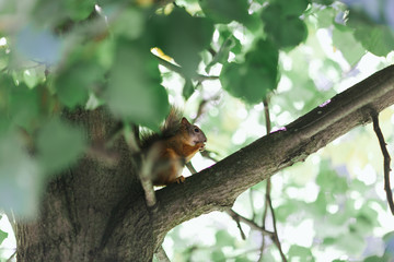 Naklejka na ściany i meble Little cute squirrel on a tree close up