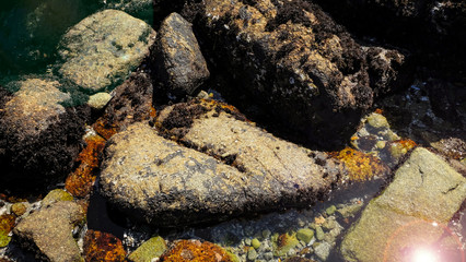 Tide pools in Monterey