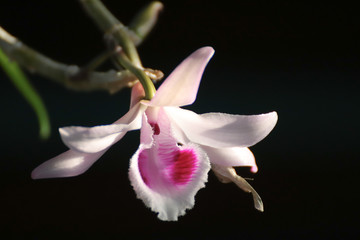 pink flower
