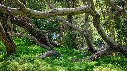Big Sur trees