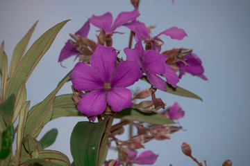 Obraz premium pink flowers on black background