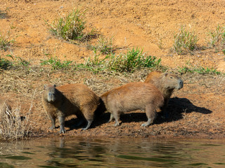 Capybara on wild on water border beach river dam