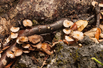 wild mushrooms growing in a woodland setting. the fungi grows from dead and decaying foliage