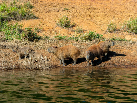 Capybara on wild on water border beach river dam