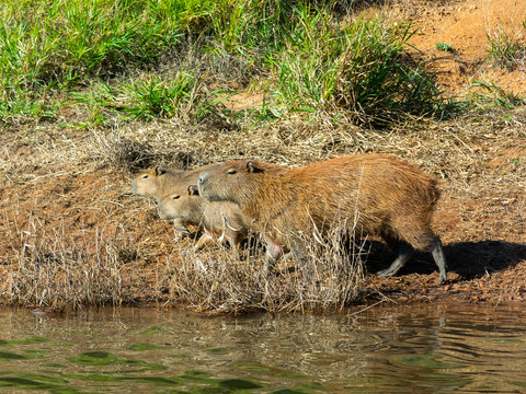 Capybara on wild on water border beach river dam