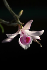 pink flower on black background