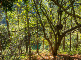 Obraz premium Tree landscape