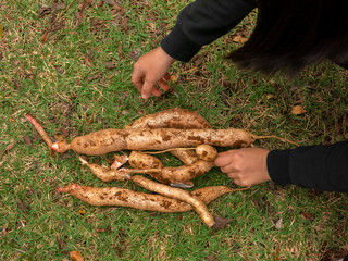 Cassava tuber recently harvested