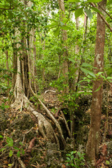 Obraz premium A mystical tree in an enchanted forest... well if you let your imagination run wild anyway. A shot from the Mastic Trail in Grand Cayman the Cayman Islands