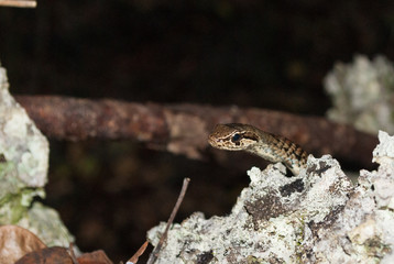 A small snake has been found in the Mastic Trail in Grand Cayman in the Cayman Islands. A tropical reptile at home in these hot climates