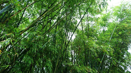 Bamboo forest landscape