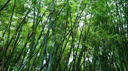 Bamboo forest landscape