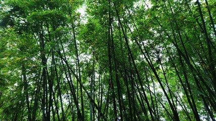 Bamboo forest landscape
