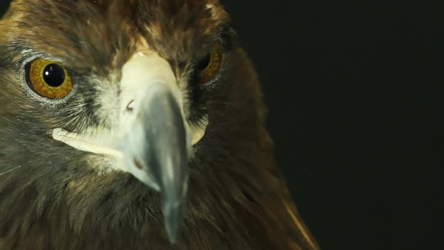 Golden eagle