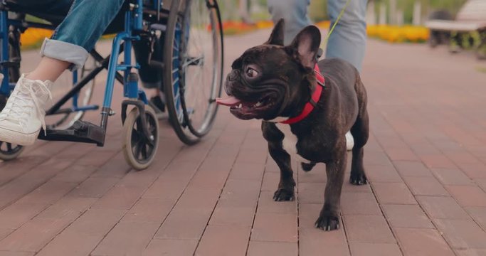 Dog runs alongside his master, guy in a wheelchair. Bottom view.