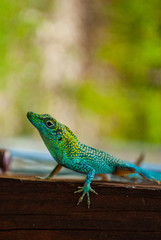 A colorful little lizard is exploring a fence in a tropical environment. The exotic creature is at home in the climate of the Cayman Islands in the Caribbean
