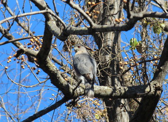 coopers hawk 