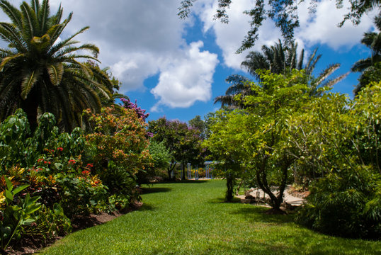 A tropical garden scene. The lush green colors come from the Caribbean sun. Pic taken in the Botanical Gardens in Grand Cayman