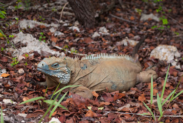 Fototapeta premium An endangered blue iguana relaxing in nature. This reptile is indiginous to the Cayman Islands and was shot in the Botanical gardens