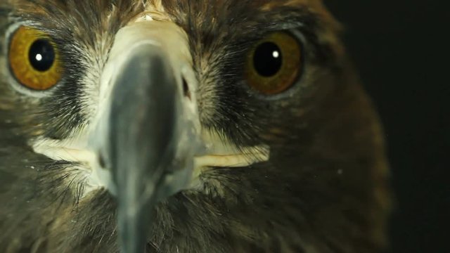 Golden eagle